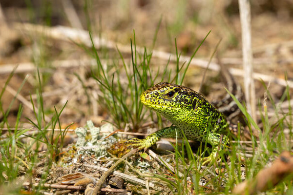 Lézard des souches (Lacerta agilis) © Alamy